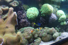 akwarium z rafą koralową