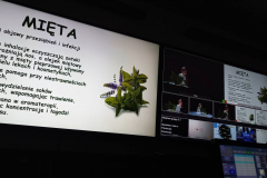 slajd dotyczący mięty