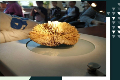 fragment skamieniałej rafy koralowej