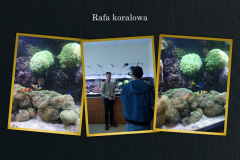 Rafa koralowa